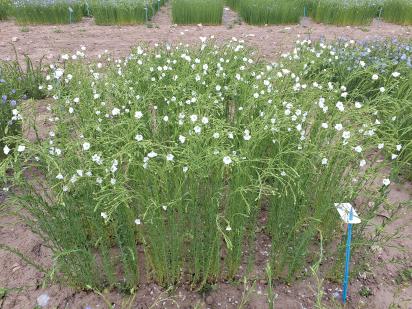 Click for 1 image(s) for this accession.